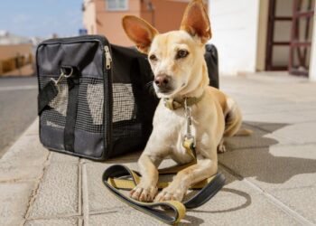LATAM lança novas regras que facilitam transporte de pets na cabine de aviões