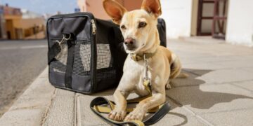 LATAM lança novas regras que facilitam transporte de pets na cabine de aviões
